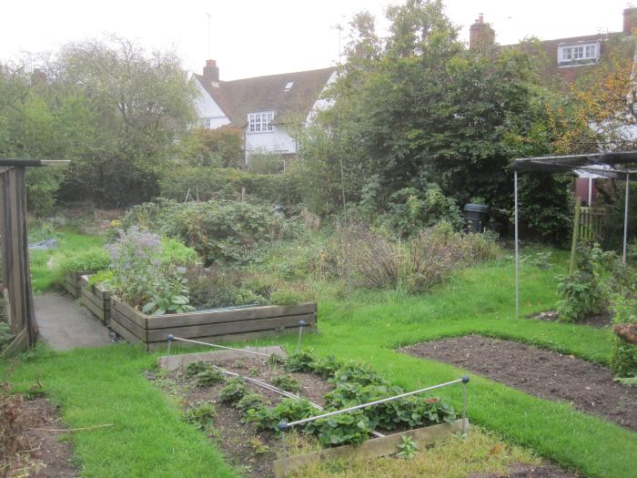 Allotment behind Temple Fortune Hill