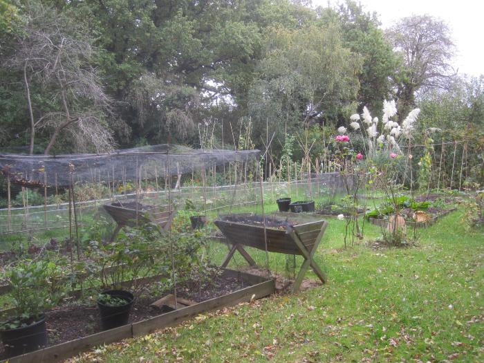 Allotment behind Erskine Hill