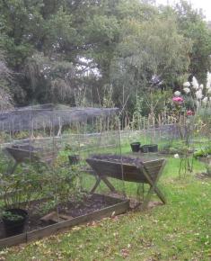 Allotment behind Erskine Hill