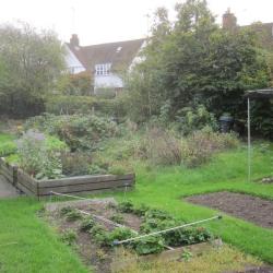 Allotment behind Temple Fortune Hill