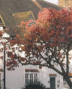 Modern cards (Willifield Way)