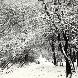 Big Wood Under Snow