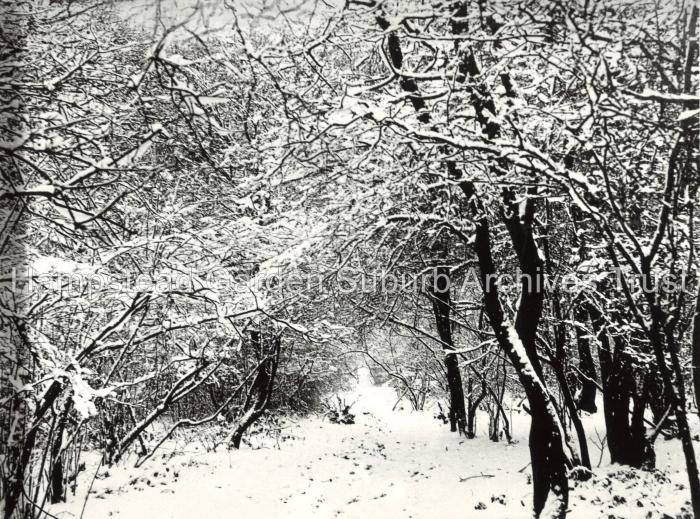 Big Wood Under Snow