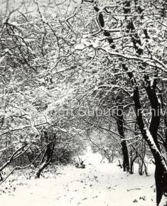 Big Wood Under Snow