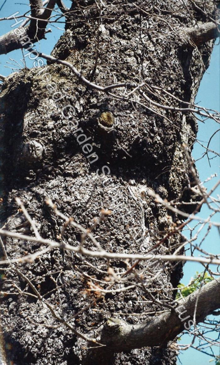 Oldest Tree in the Suburb