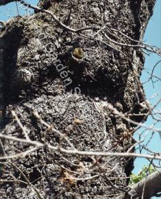 Oldest Tree in the Suburb