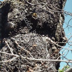 Oldest Tree in the Suburb