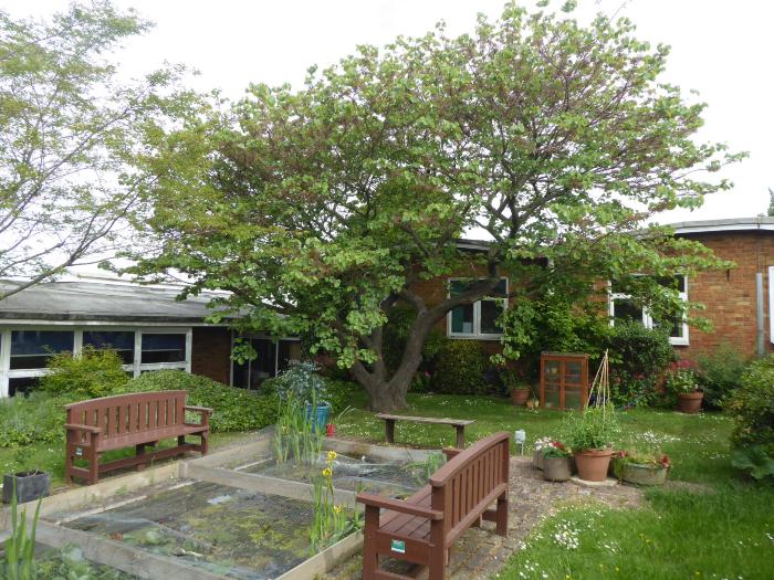 Pond in Junior school grounds