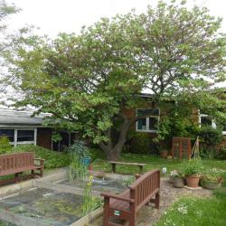 Pond in Junior school grounds