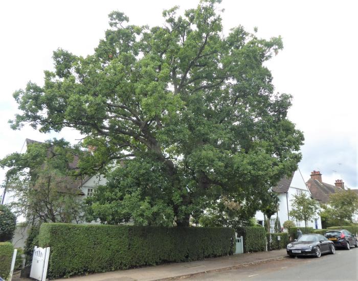 Protected Tree Willifield Way
