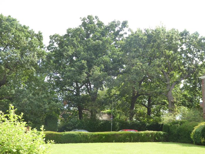 Protected trees Corner of Central Square and Northway