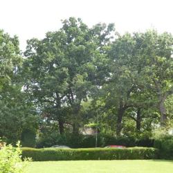 Protected trees Corner of Central Square and Northway